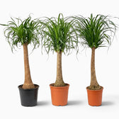 Beaucarnea recurvata extra-large plant with a swollen base and long, arching leaves