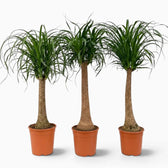 Beaucarnea recurvata extra-large plant with a swollen base and long, arching leaves