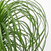 Close-up of Beaucarnea recurvata foliage on white background.