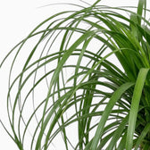 Beaucarnea recurvata foliage close-up showing long, narrow, arching leaves