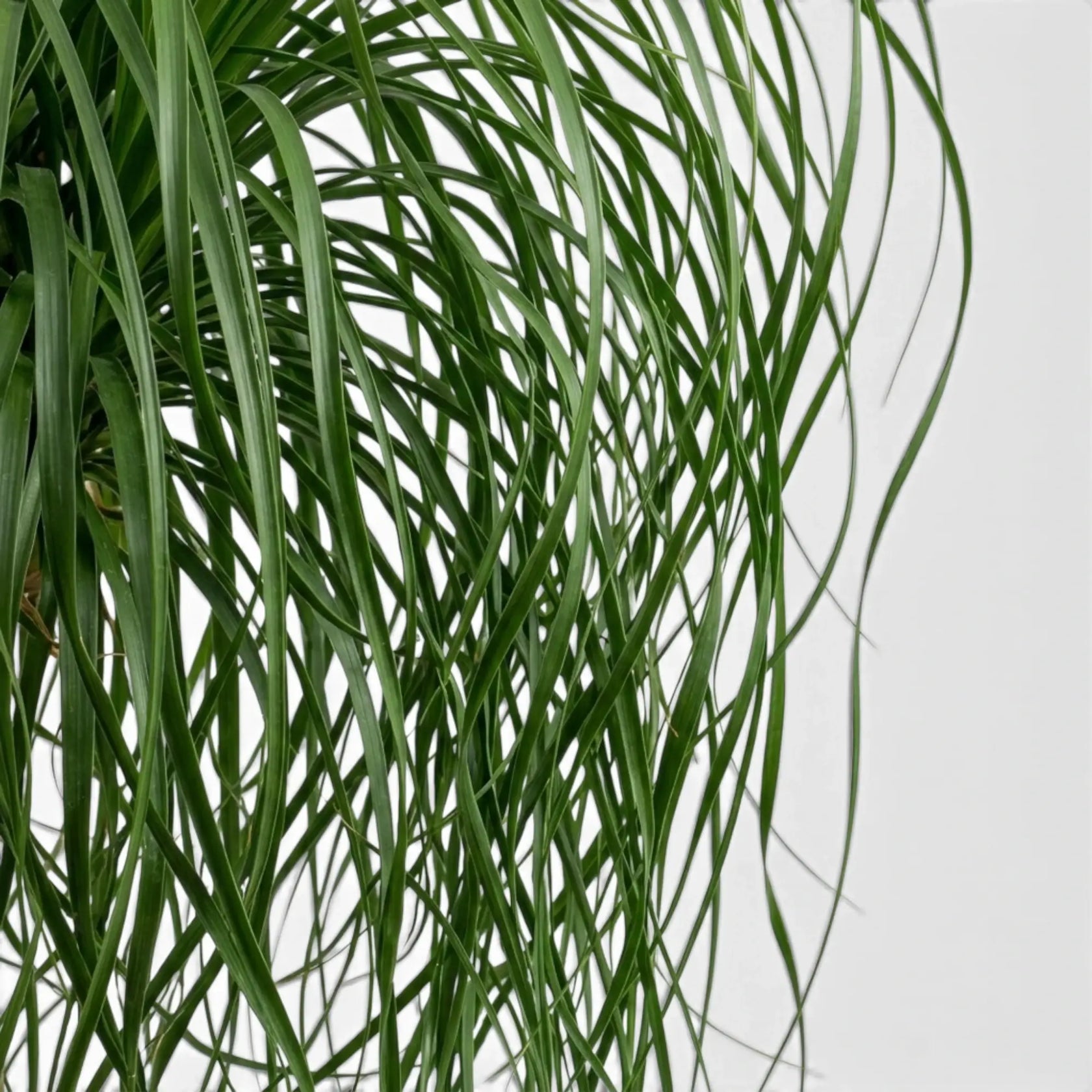 Close-up of Beaucarnea recurvata foliage on white background.
