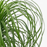 Beaucarnea recurvata foliage close-up showing long, narrow, arching leaves
