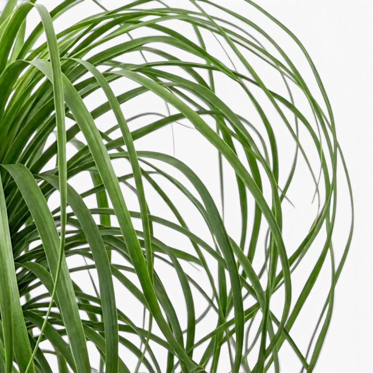 Beaucarnea recurvata foliage close-up showing long, narrow, arching leaves