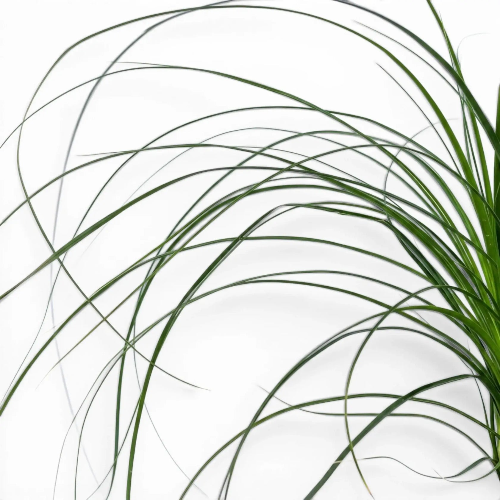 Close-up of Beaucarnea recurvata foliage on white background.