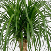 Beaucarnea recurvata foliage close-up showing long, narrow, arching leaves