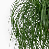 Beaucarnea recurvata foliage close-up showing long, narrow, arching leaves