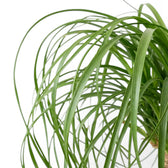 Close-up of Beaucarnea recurvata foliage on white background.