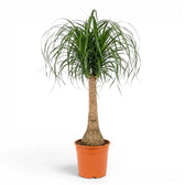 Large Beaucarnea recurvata plant in a nursery pot on white background