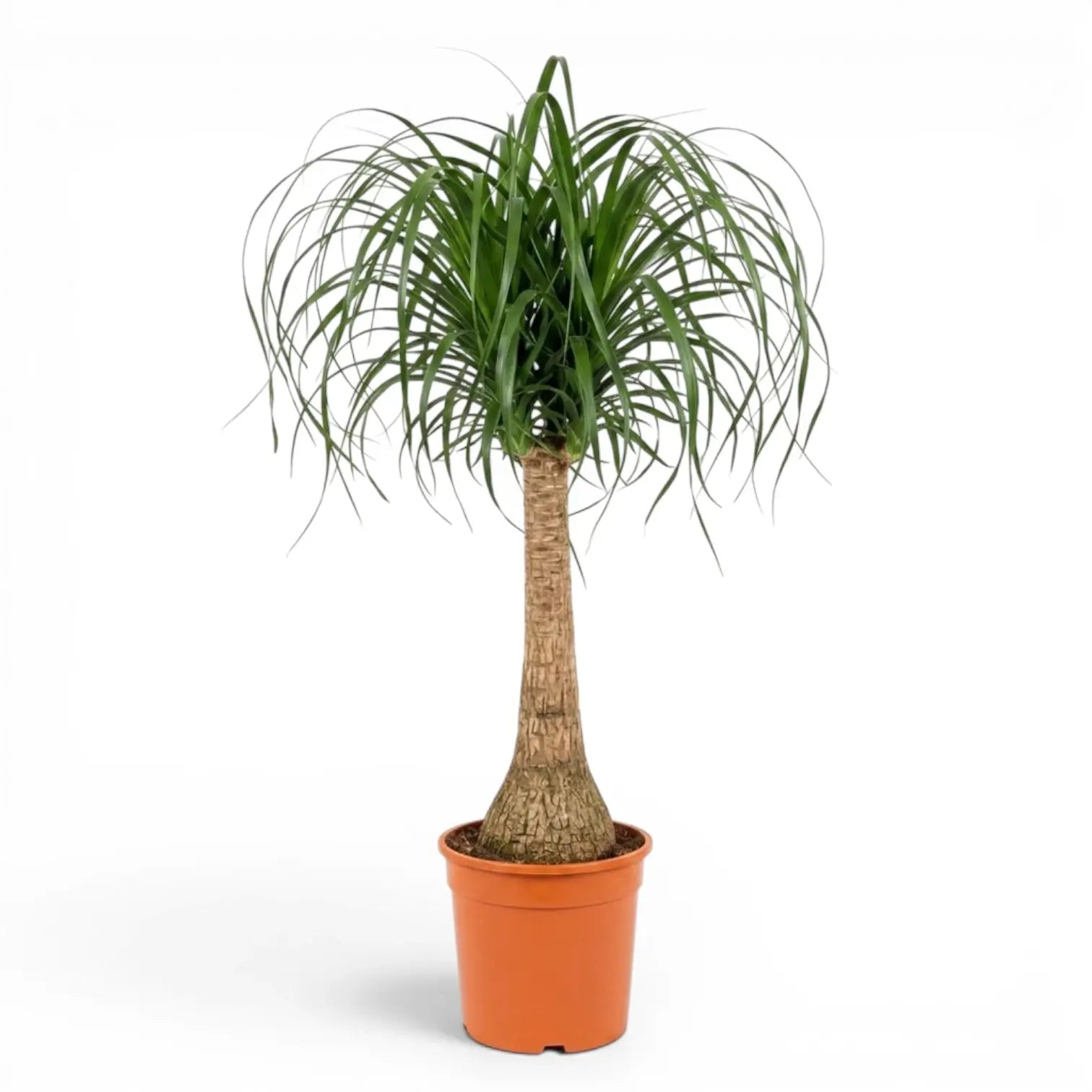 Large Beaucarnea recurvata plant in a nursery pot on white background