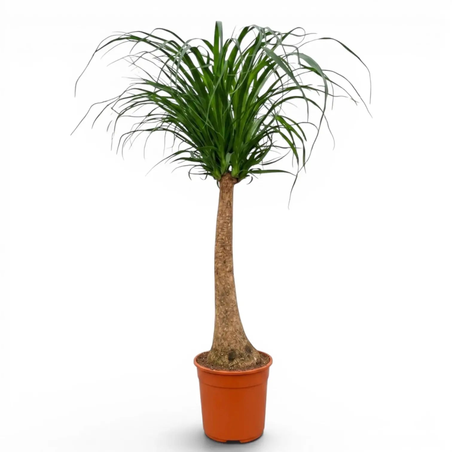 Large Beaucarnea recurvata plant in a nursery pot on white background