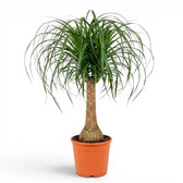 Large Beaucarnea recurvata plant in a nursery pot on white background