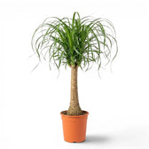 Large Beaucarnea recurvata plant in a nursery pot on white background