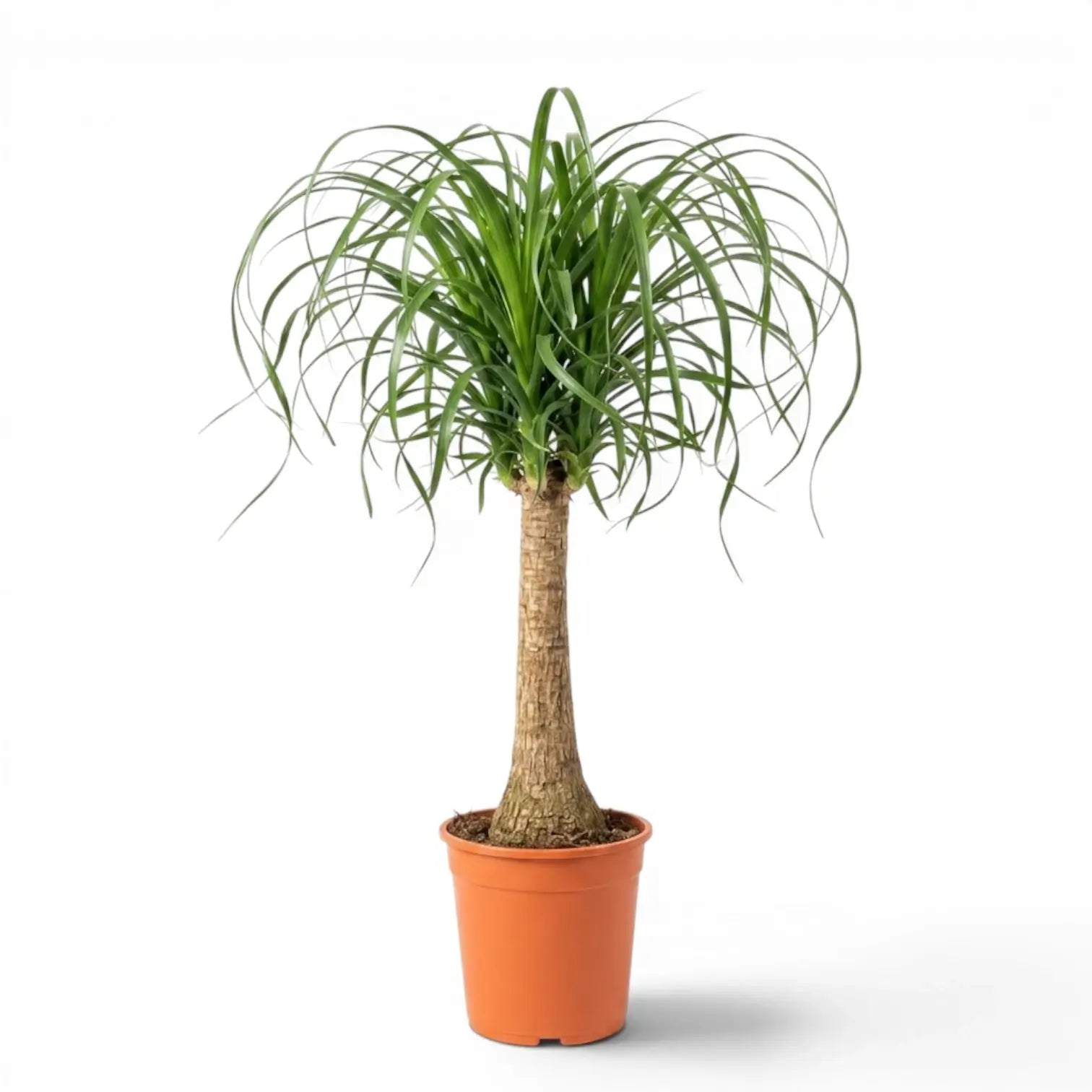 Large Beaucarnea recurvata plant in a nursery pot on white background
