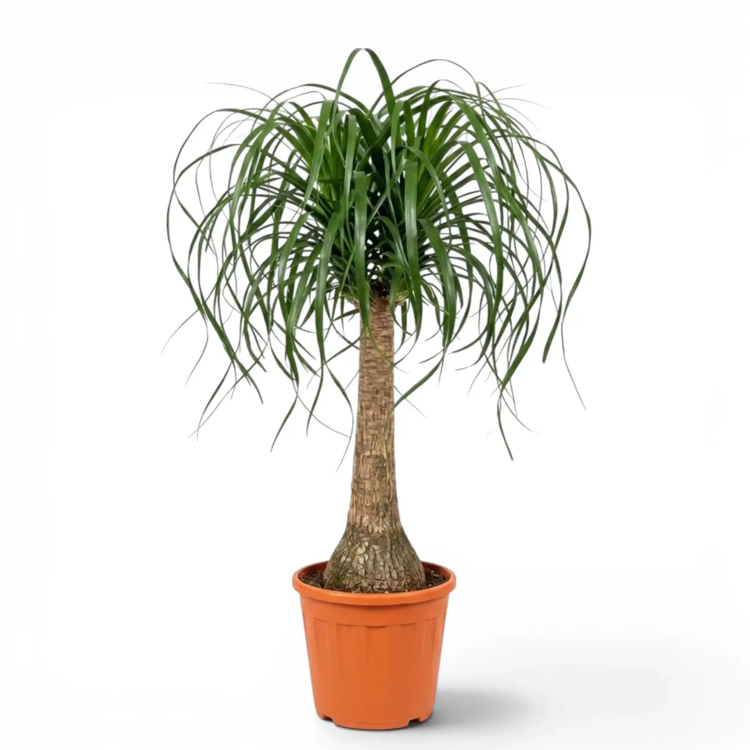 Large Beaucarnea recurvata plant in a nursery pot on white background