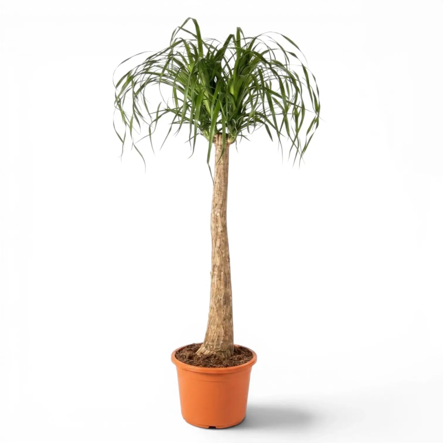 Large Beaucarnea recurvata plant in a nursery pot on white background