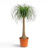 Large Beaucarnea recurvata plant in a nursery pot on white background