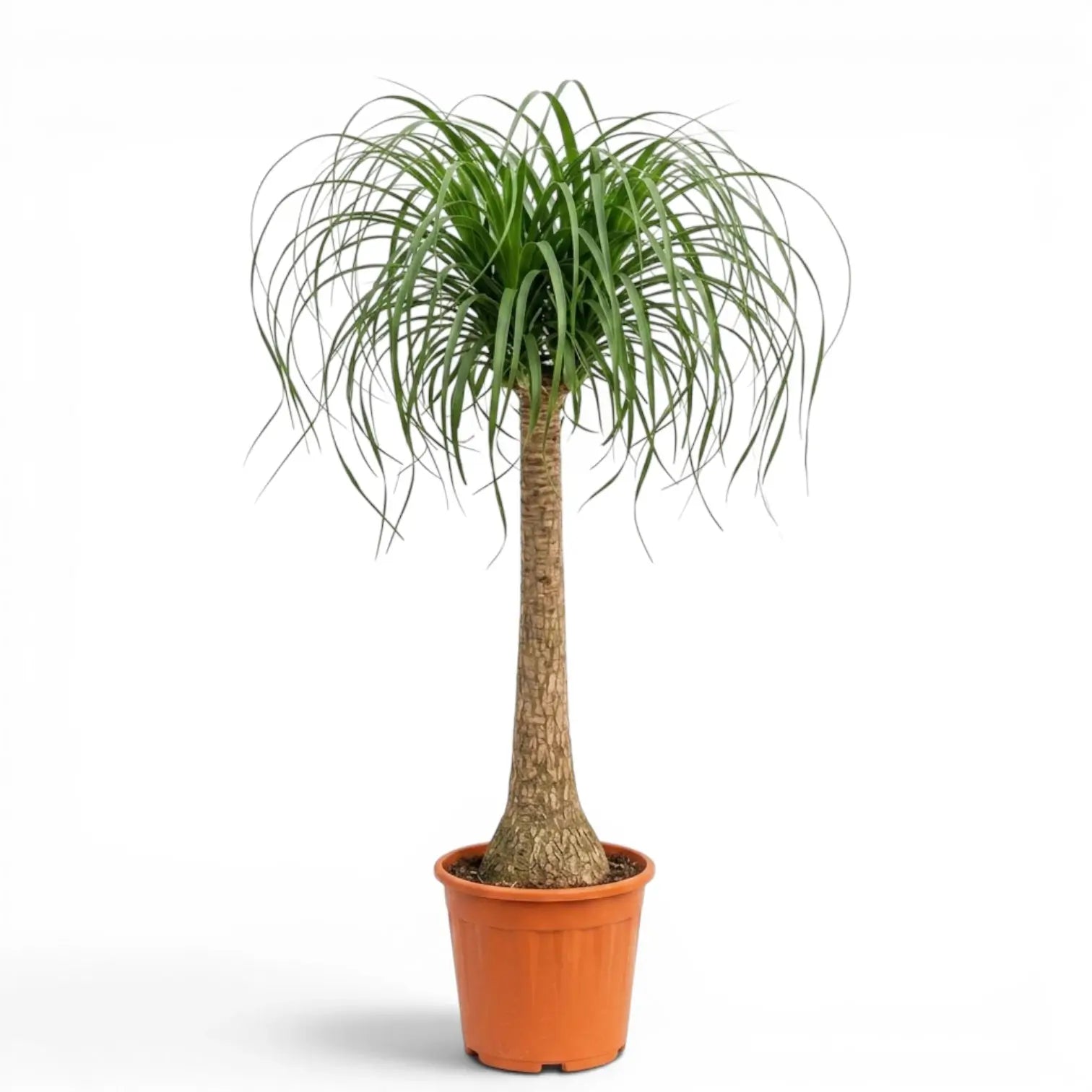 Large Beaucarnea recurvata plant in a nursery pot on white background
