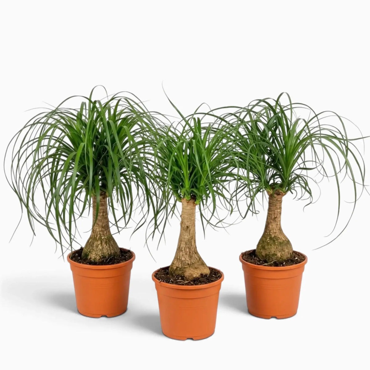 Beaucarnea recurvata medium plant with a swollen base and long, arching leaves