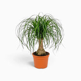 Beaucarnea recurvata medium plant with a swollen base and long, arching leaves