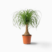 Beaucarnea recurvata medium plant with a swollen base and long, arching leaves