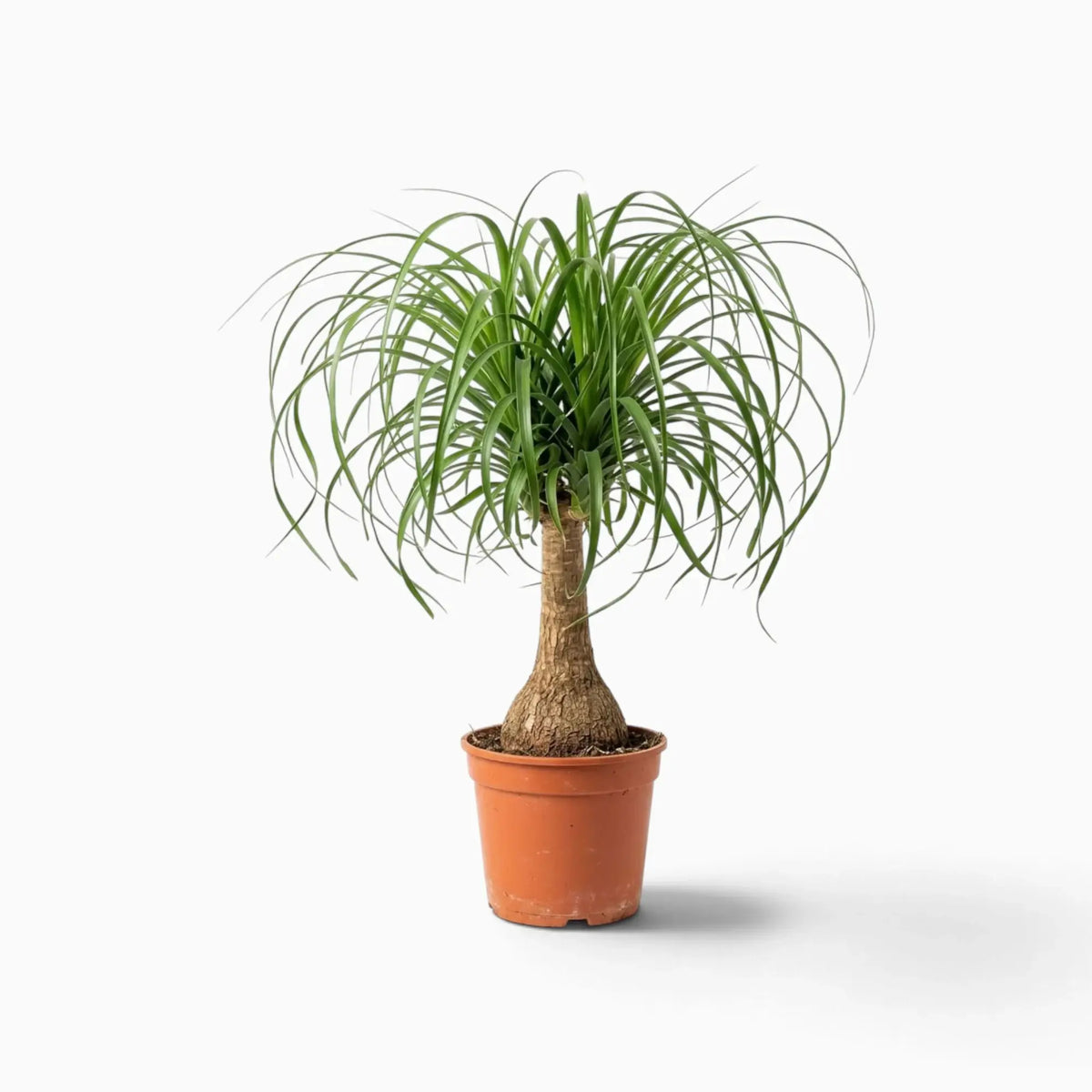 Beaucarnea recurvata medium plant with a swollen base and long, arching leaves