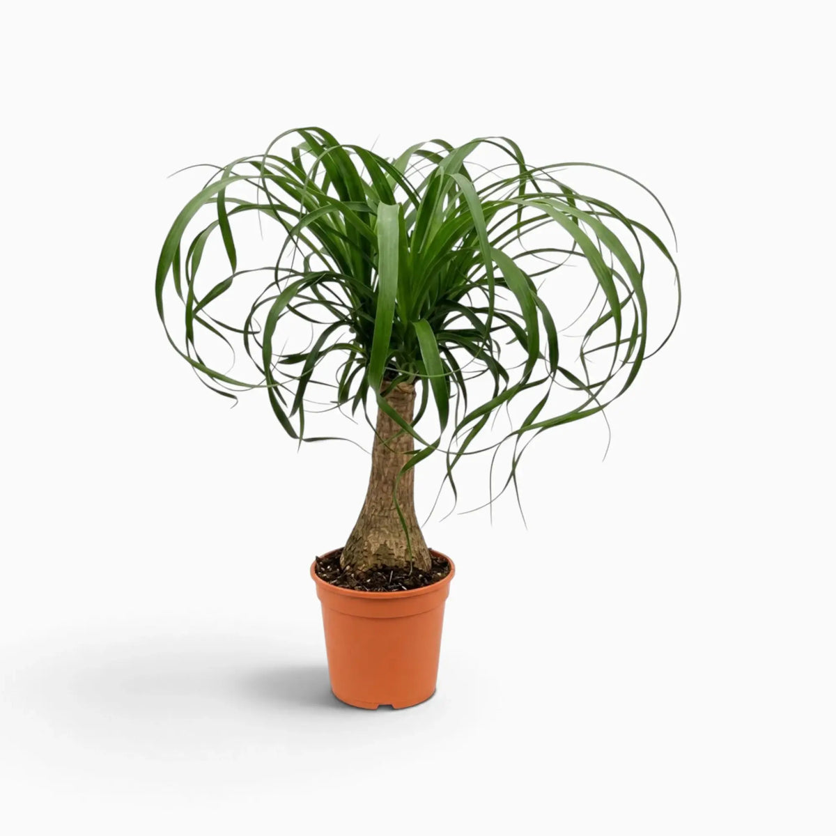 Beaucarnea recurvata medium plant with a swollen base and long, arching leaves