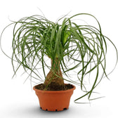 Beaucarnea recurvata plant in a nursery pot on white background