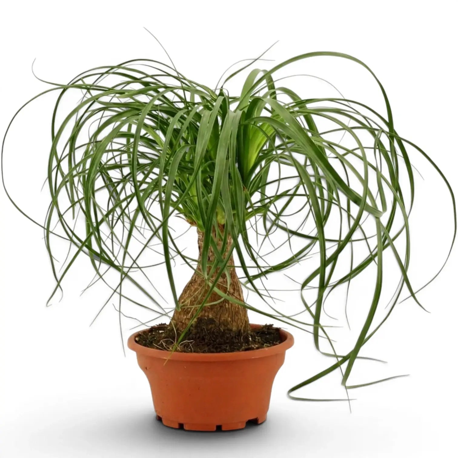 Beaucarnea recurvata plant in a nursery pot on white background