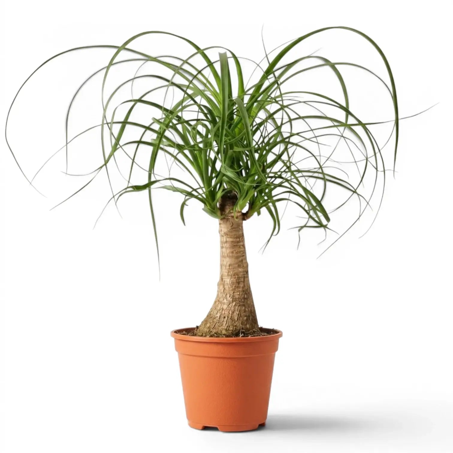 Beaucarnea recurvata plant in a nursery pot on white background