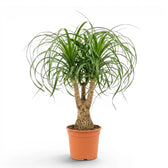 Beaucarnea recurvata plant in a nursery pot on white background