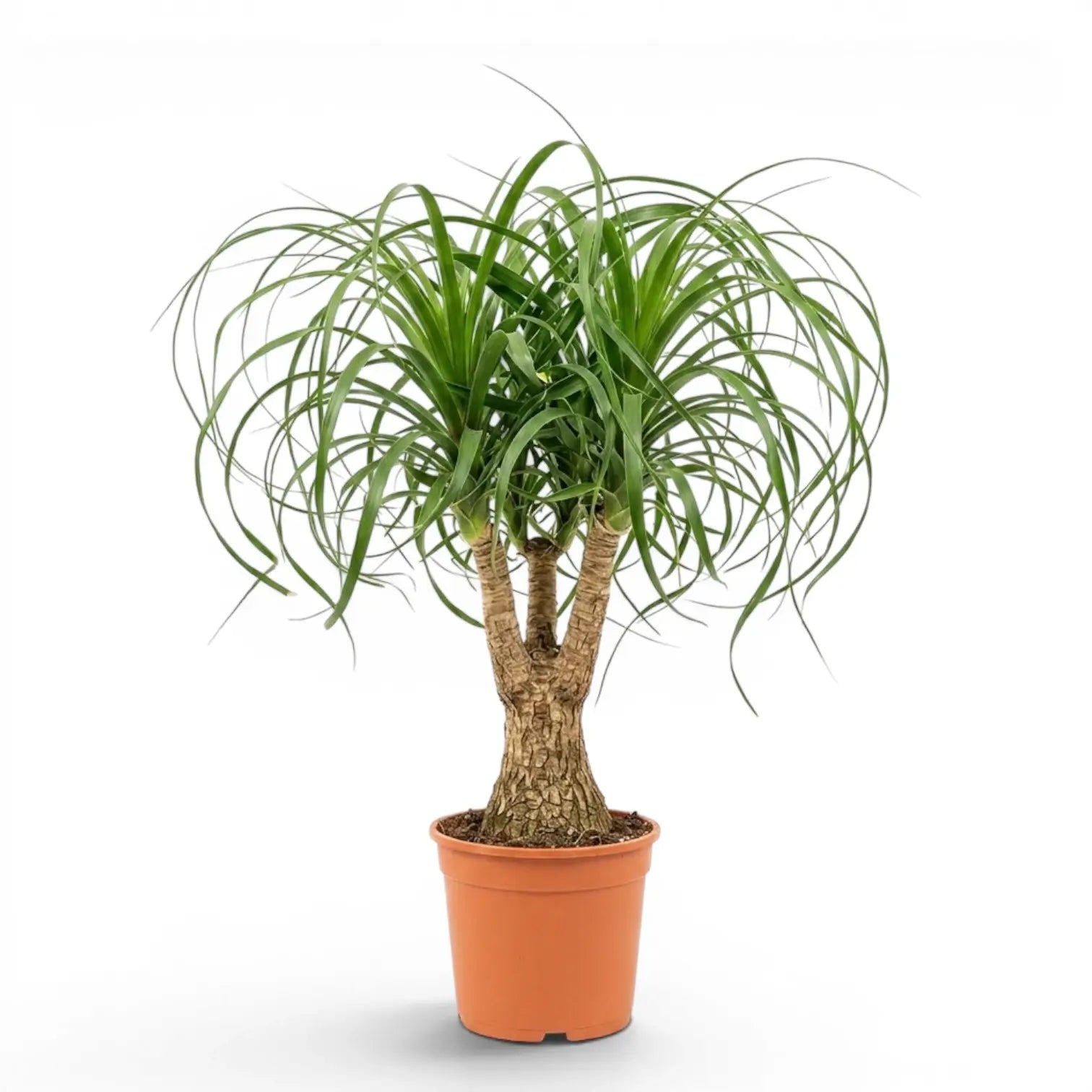 Beaucarnea recurvata plant in a nursery pot on white background