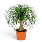 Beaucarnea recurvata plant in a nursery pot on white background