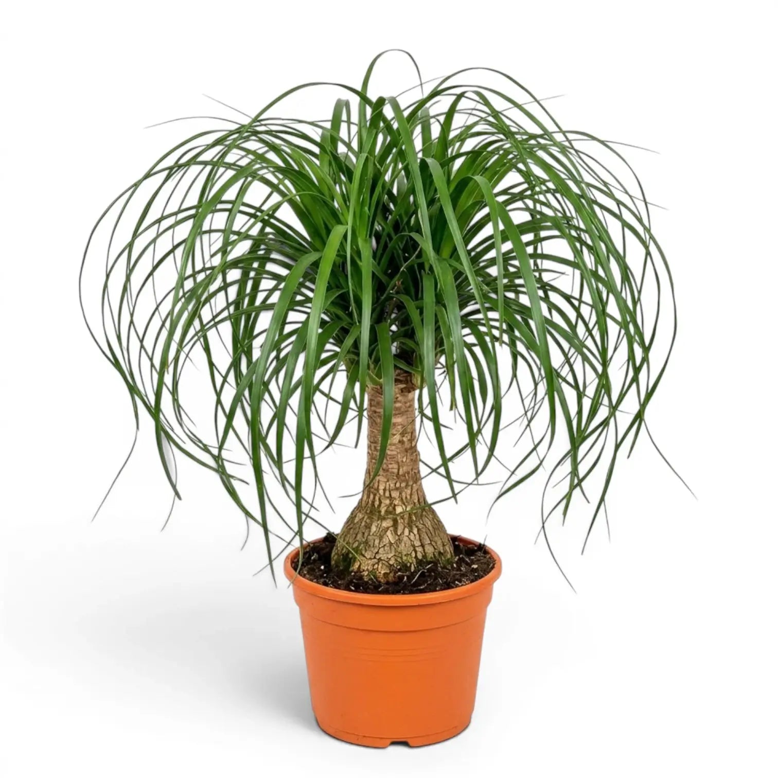 Beaucarnea recurvata plant in a nursery pot on white background