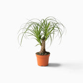 Beaucarnea recurvata small plant with a swollen base and long, arching leaves