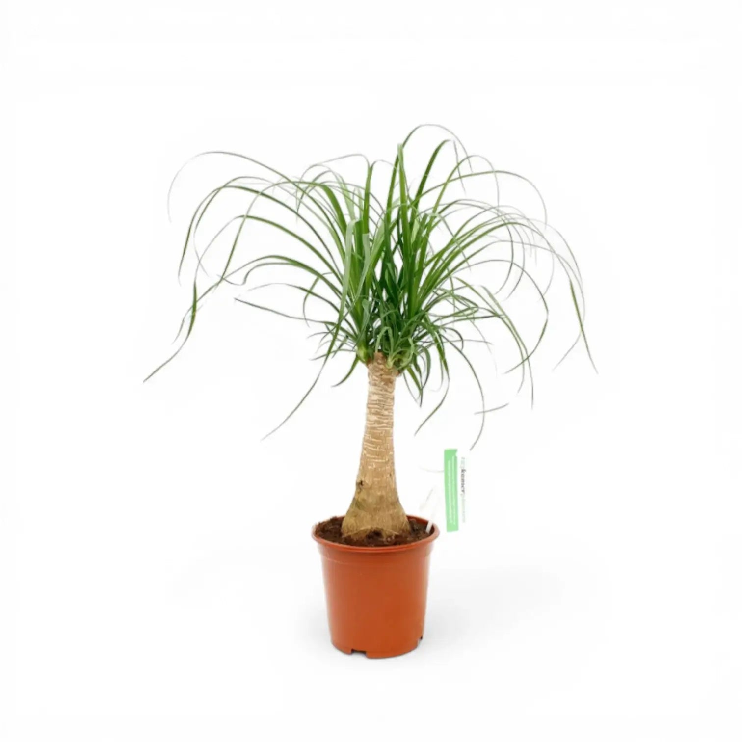 Beaucarnea recurvata