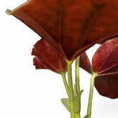 Begonia 'Alice Faye' leaf detail on white background.