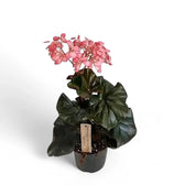 Begonia 'Alice Faye' potted plant in nursery pot on white background.