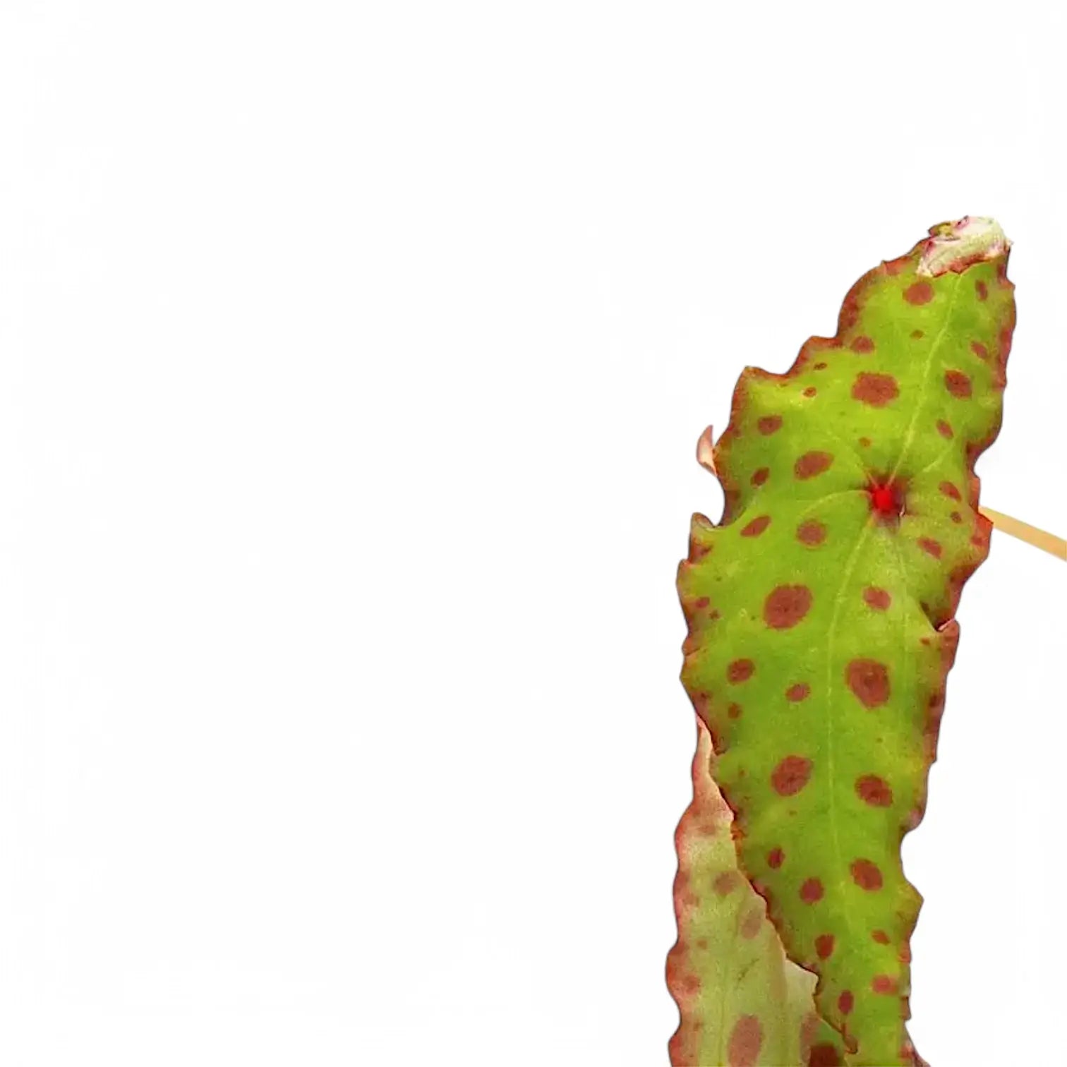 Nahaufnahme eines Blatts von Begonia amphioxus vor weißem Hintergrund.