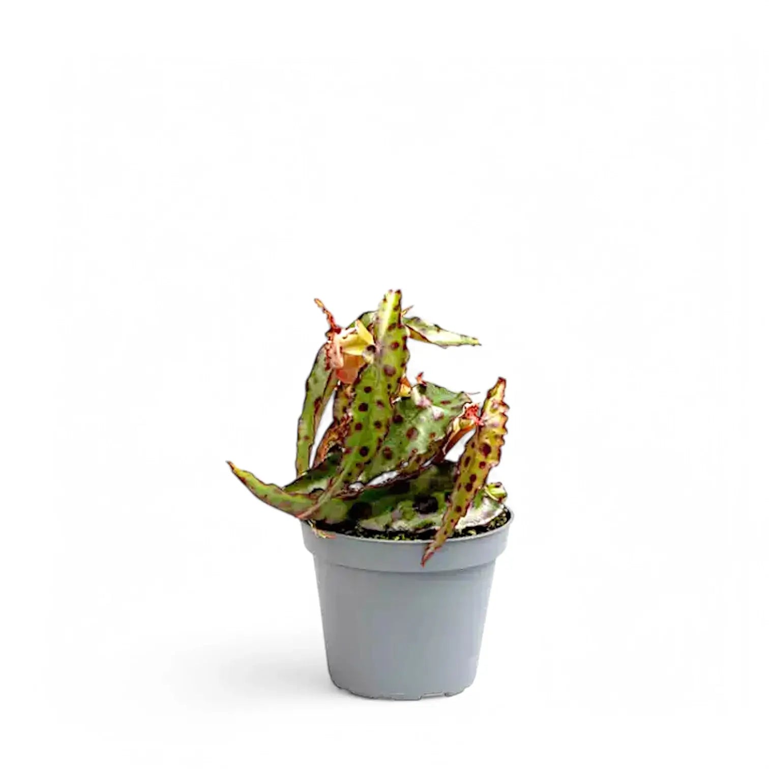 Begonia amphioxus potted plant in nursery pot on white background.