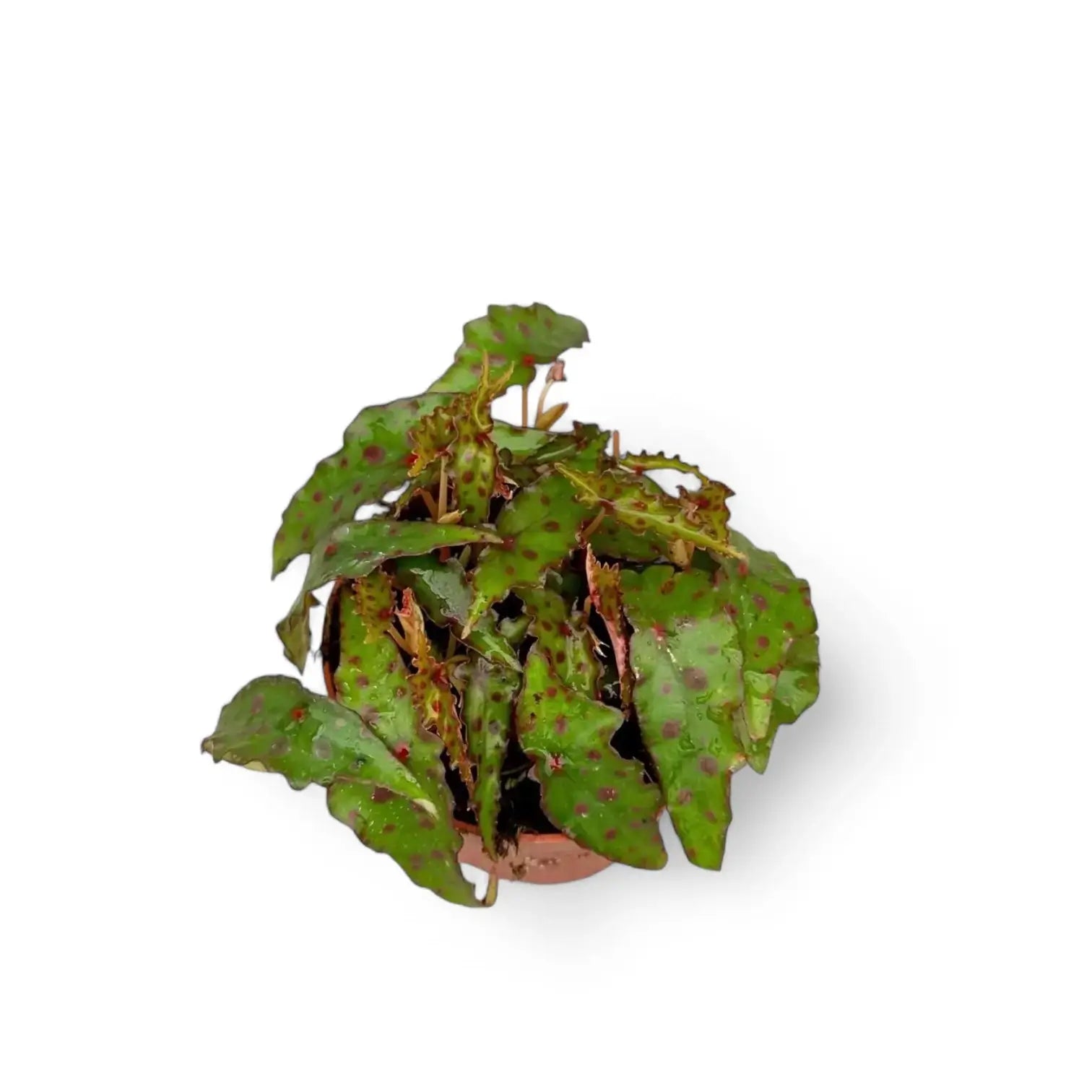 Begonia amphioxus potted plant in nursery pot on white background.