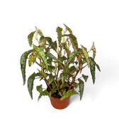 Begonia amphioxus – Zimmerpflanze im Kulturtopf auf weißem Hintergrund, Produktfoto 6.