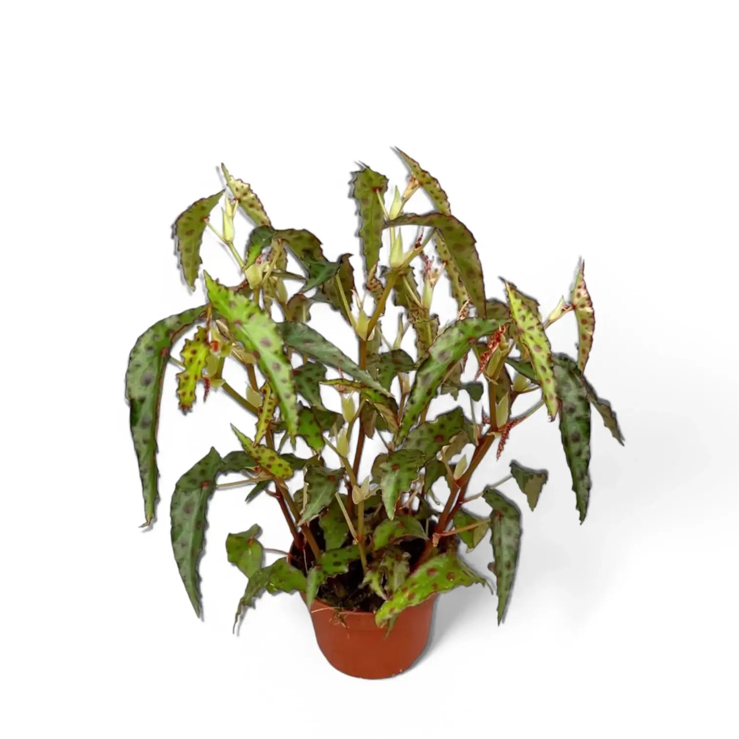 Begonia amphioxus – Zimmerpflanze im Kulturtopf auf weißem Hintergrund, Produktfoto 6.