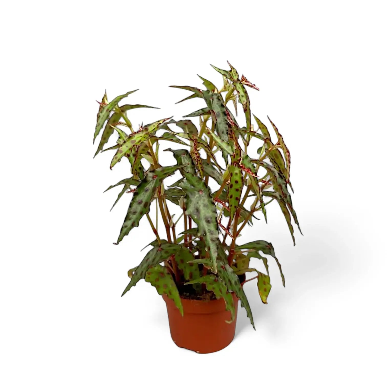 Begonia amphioxus – Zimmerpflanze im Kulturtopf auf weißem Hintergrund, Produktfoto 7.