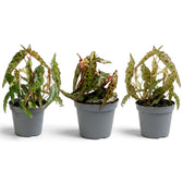Three young Begonia amphioxus plants showing natural variation in leaf shape and growth