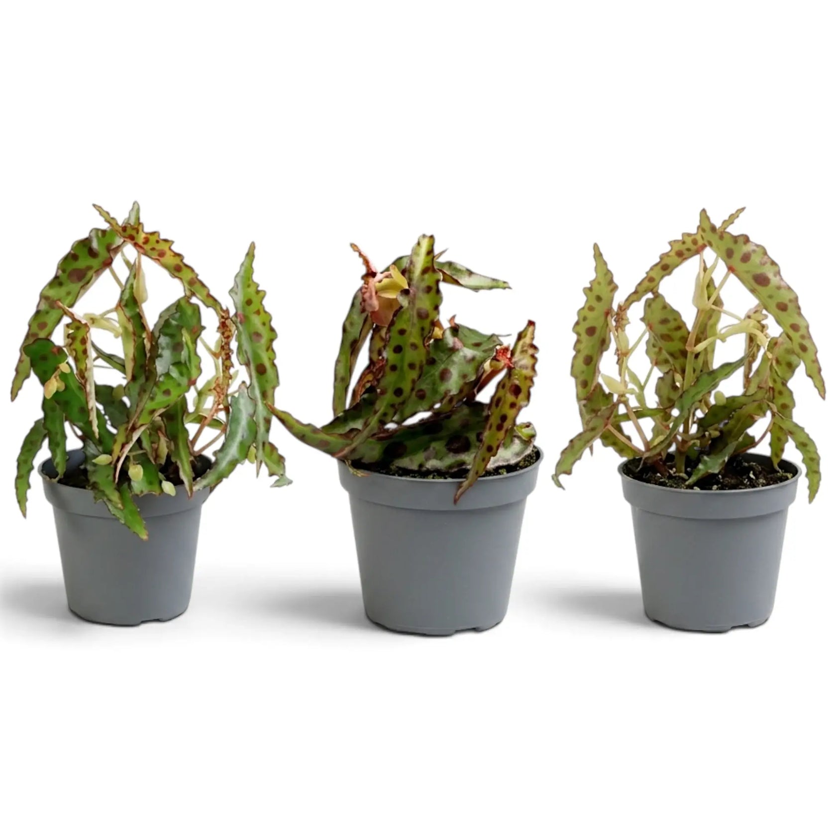 Three young Begonia amphioxus plants showing natural variation in leaf shape and growth