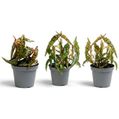 Three young Begonia amphioxus plants with spotted leaves and different natural growth habits
