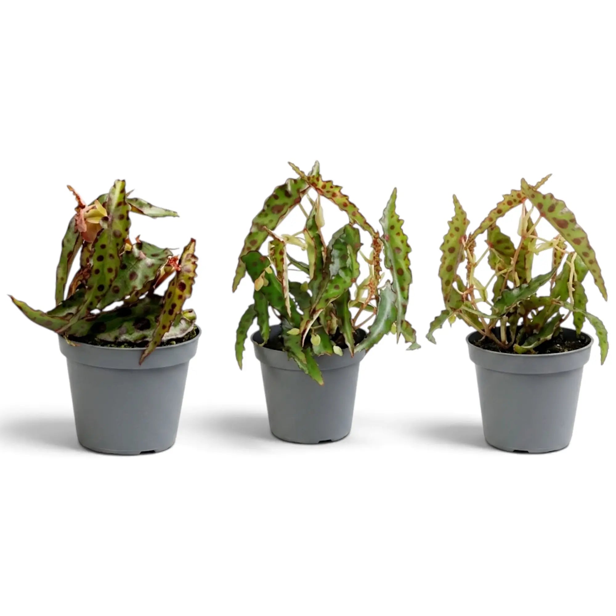 Three young Begonia amphioxus plants with spotted leaves and different natural growth habits