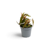 Compact young Begonia amphioxus with burgundy-spotted leaves in a grey nursery pot