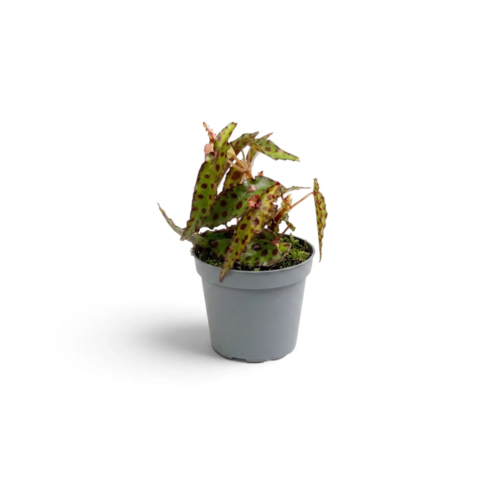 Compact young Begonia amphioxus with burgundy-spotted leaves in a grey nursery pot