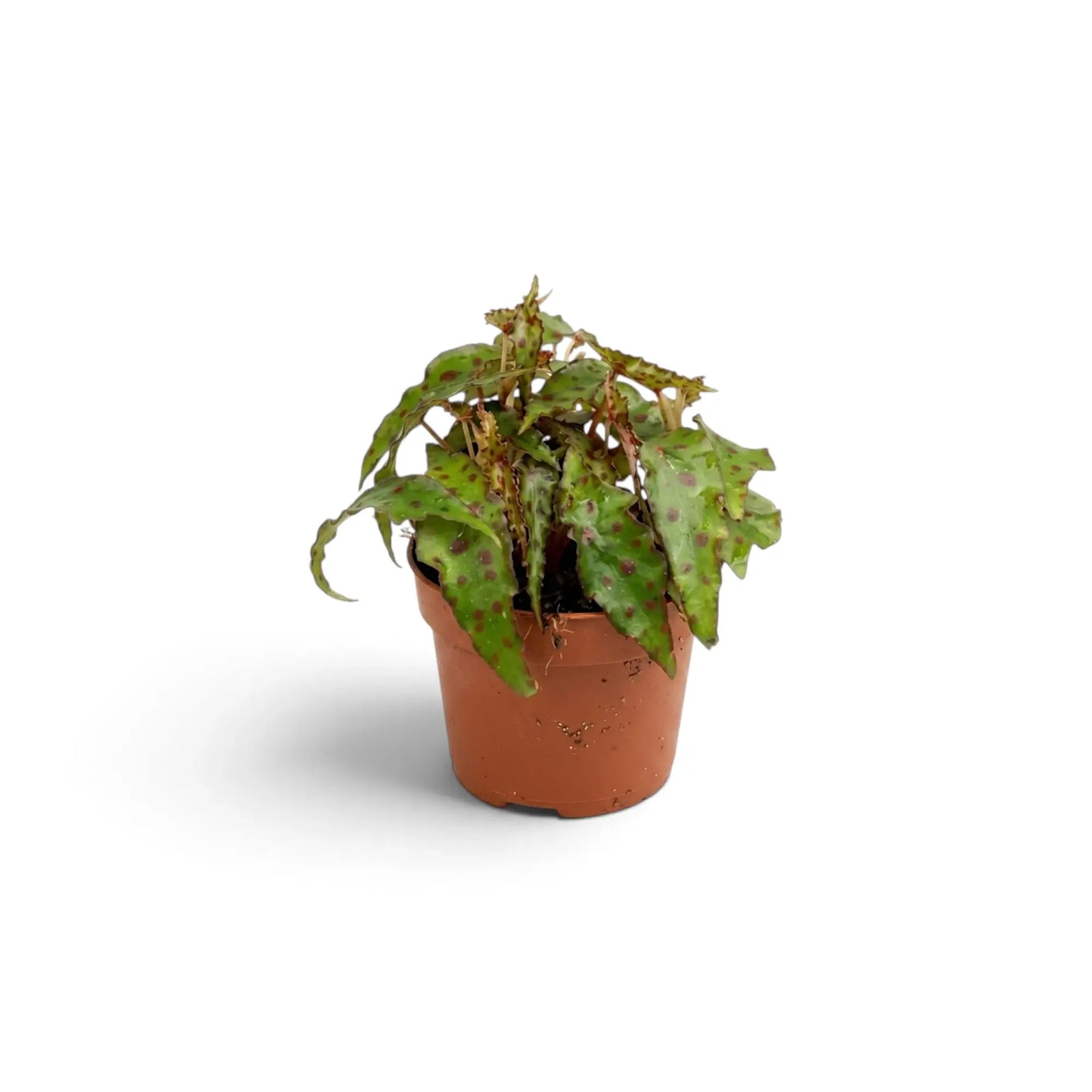 Compact young Begonia amphioxus with overlapping green leaves covered in burgundy spots